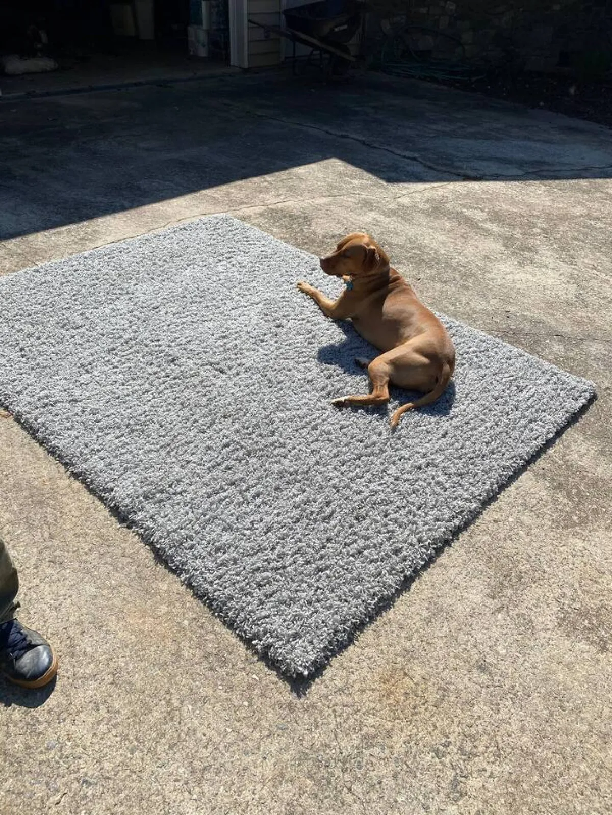 A dog lounges comfortably on a textured outdoor rug atop a concrete patio, bathed in tranquil sunlight. The casual arrangement invites relaxation and highlights the welcoming, pet-friendly outdoor environment.